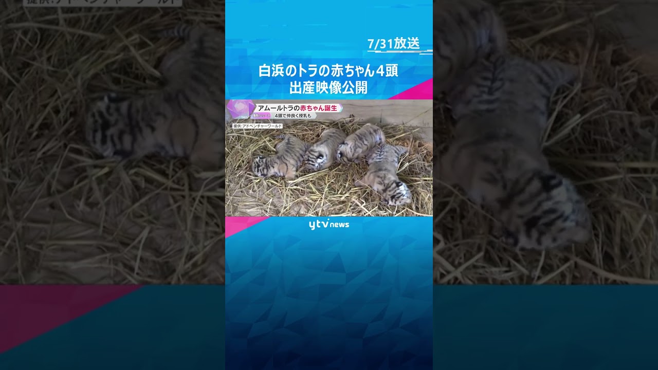 4頭で仲良く授乳も　アムールトラの赤ちゃんの出産映像を公開　和歌山・アドベンチャーワールド　#shorts #読売テレビニュース