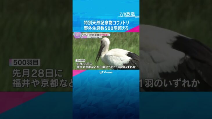 特別天然記念物「コウノトリ」の野外生息数が500羽超える　1971年に野生の個体が一度絶滅も #shorts #読売テレビニュース