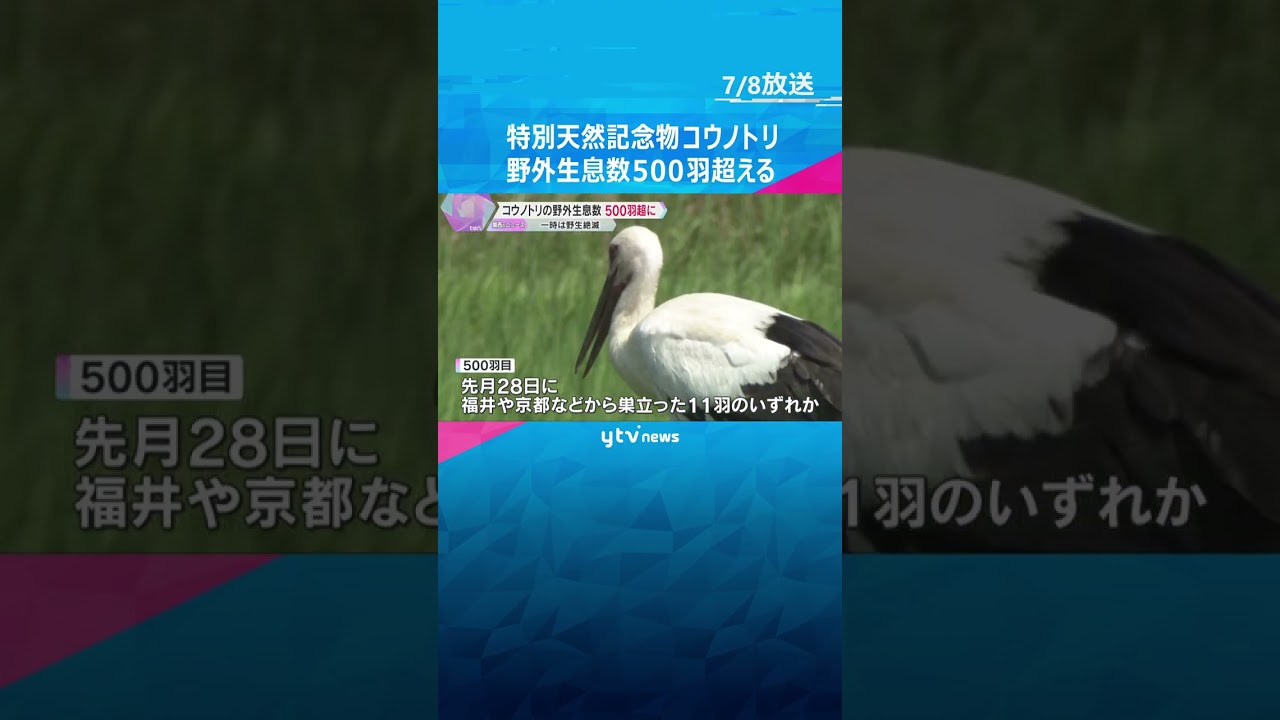 特別天然記念物「コウノトリ」の野外生息数が500羽超える　1971年に野生の個体が一度絶滅も #shorts #読売テレビニュース