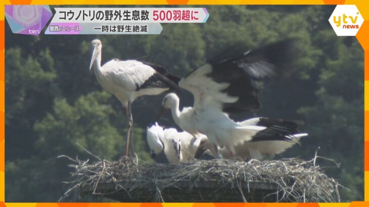 特別天然記念物「コウノトリ」の野外生息数が500羽超える　1971年に野生の個体が一度絶滅も