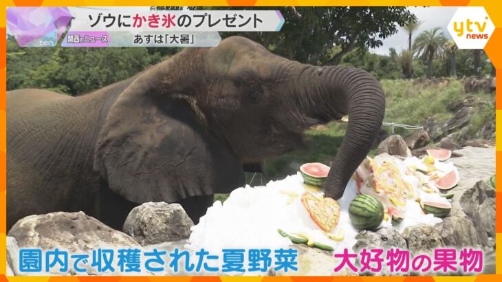 アフリカゾウに約650キロの巨大かき氷をプレゼント　大好物の果物をトッピング、食欲も“ゾウ進”　あすは1年で最も暑い「大暑」