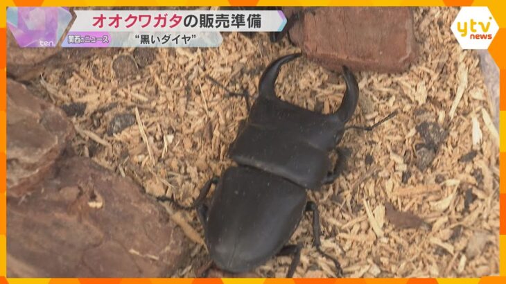 【黒いダイヤ】オクワガタの販売準備進む　7.2センチで約8000円　京都・福知山市