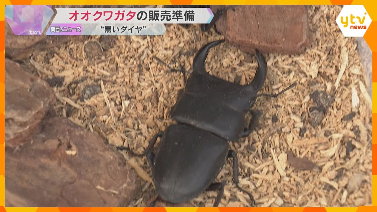【黒いダイヤ】オクワガタの販売準備進む　7.2センチで約8000円　京都・福知山市