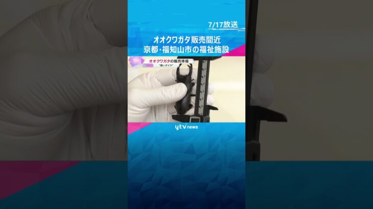 【黒いダイヤ】オクワガタの販売準備進む　7.2センチで約8000円　京都・福知山市　#shorts #読売テレビニュース