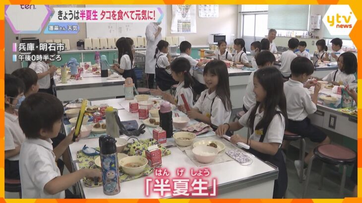 7月1日は『半夏生』田植えを終える目安の日　明石の小学校ではタコの給食を提供「ぷりぷりしている」
