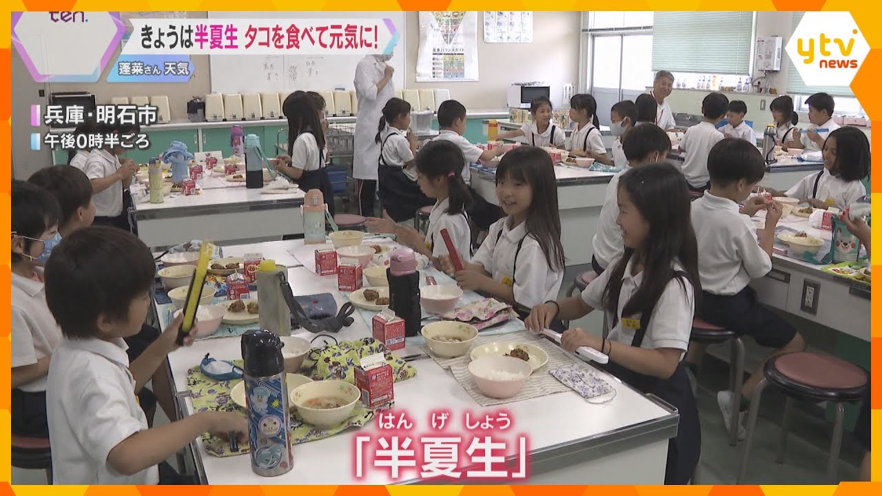 7月1日は『半夏生』田植えを終える目安の日　明石の小学校ではタコの給食を提供「ぷりぷりしている」