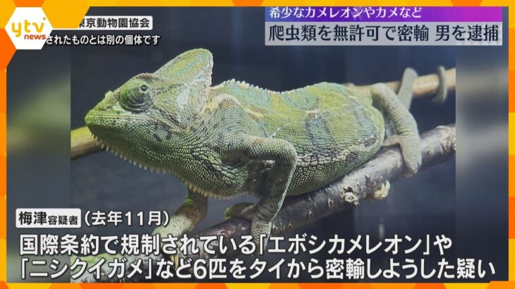 カメレオンなど爬虫類を無許可輸入、無職の男を逮捕　スーツケース内の保冷バッグに隠す　関西国際空港