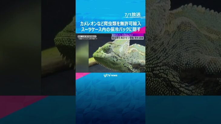カメレオンなど爬虫類を無許可輸入、無職の男を逮捕　スーツケース内の保冷バッグに隠す　関西国際空港　#shorts #読売テレビニュース