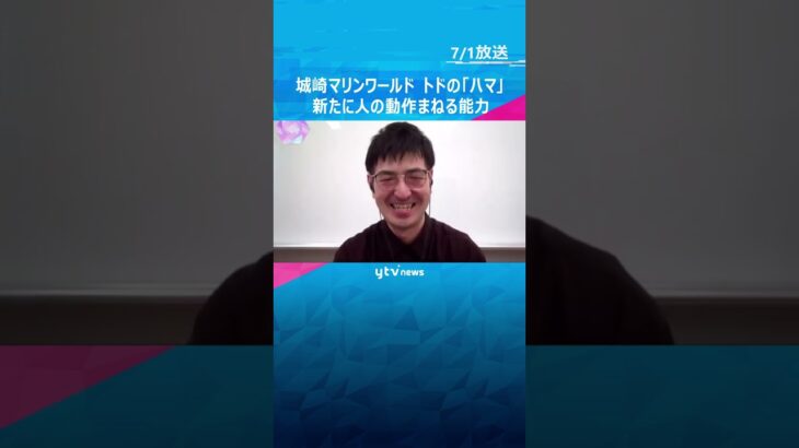 「世界にバレちゃった」トドの『ハマ』に“人の動作をまねできる能力”　論文が国際的な学術誌に掲載　#shorts #読売テレビニュース