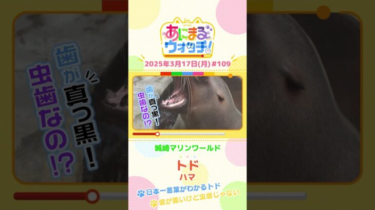 日本一言葉がわかる！「トド」　兵庫「城崎マリンワールド」　#shorts #読売テレビニュース #すまたん #あにまるウォッチ #動物