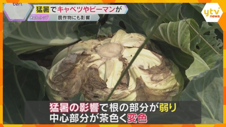 猛暑で野菜に影響　キャベツの中心が茶色く変色、ミニトマトは実が付かない状態　雨不足の心配も…