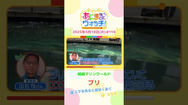 “出世魚”！「ブリ」　兵庫「城崎マリンワールド」　#shorts #読売テレビニュース #すまたん #あにまるウォッチ #動物