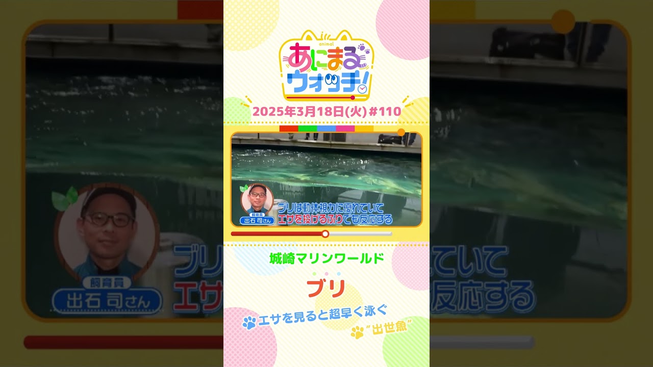 “出世魚”！「ブリ」　兵庫「城崎マリンワールド」　#shorts #読売テレビニュース #すまたん #あにまるウォッチ #動物