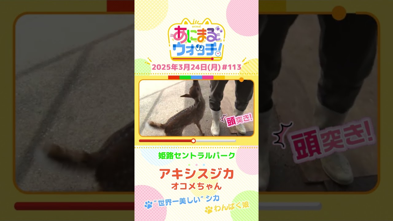 ”世界一美しい”！「アキシスジカ」　兵庫「姫路セントラルパーク」　#shorts #読売テレビニュース #すまたん #あにまるウォッチ #動物