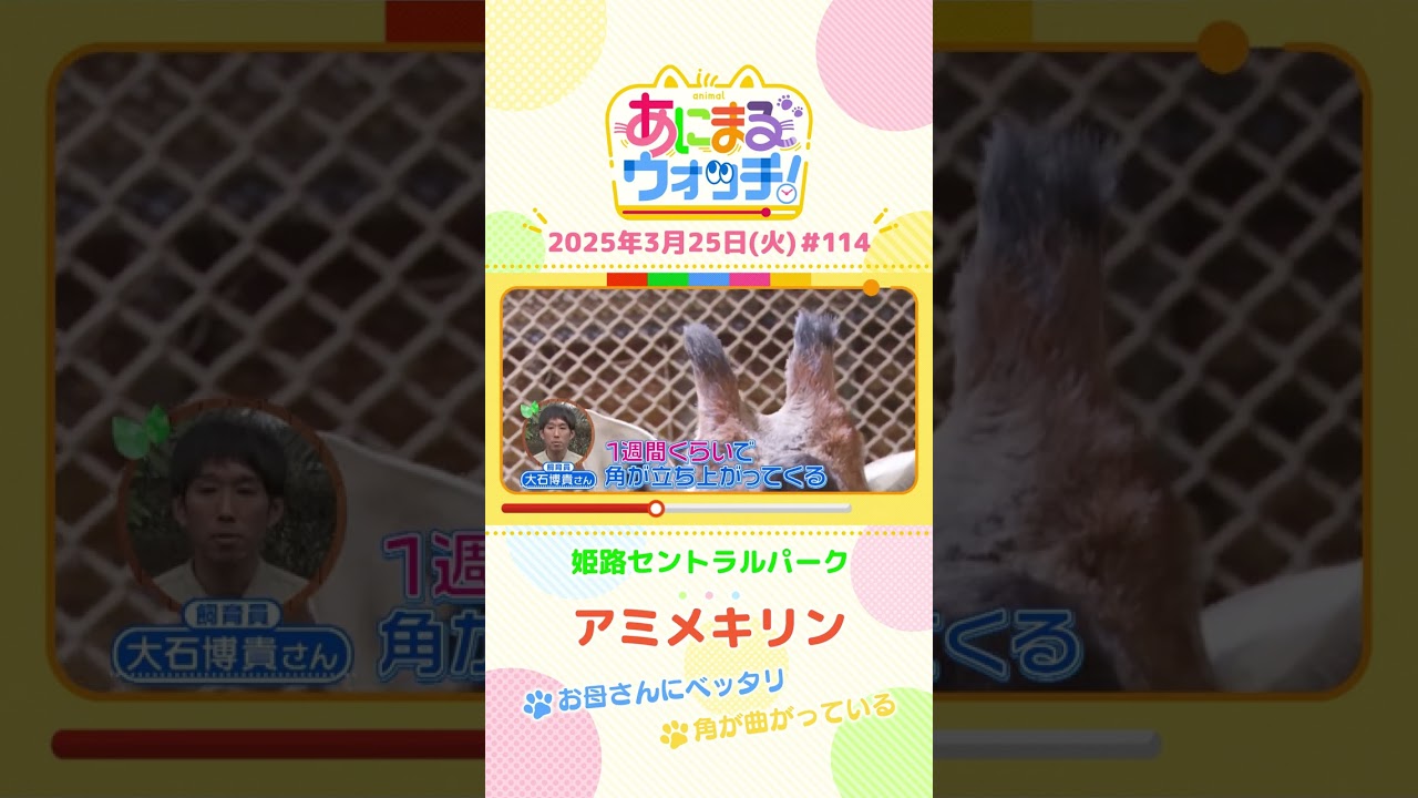 お母さんにベッタリ！「アメミキリン」 兵庫「姫路セントラルパーク」　#shorts #読売テレビニュース #すまたん #あにまるウォッチ #動物