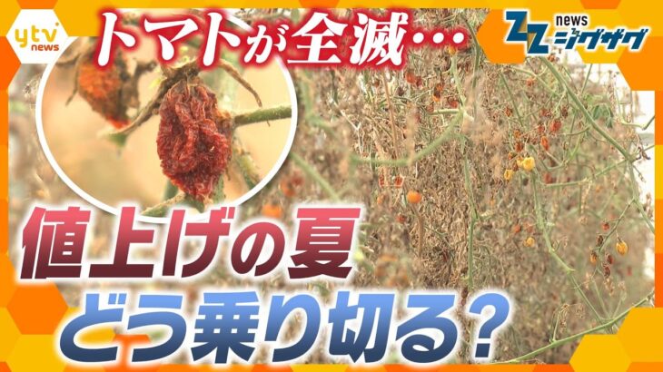 値上げの夏到来！　追い打ちをかける猛暑で“夏野菜が全滅”止まらない物価高をどう乗り切る？【ニュース ジグザグ】