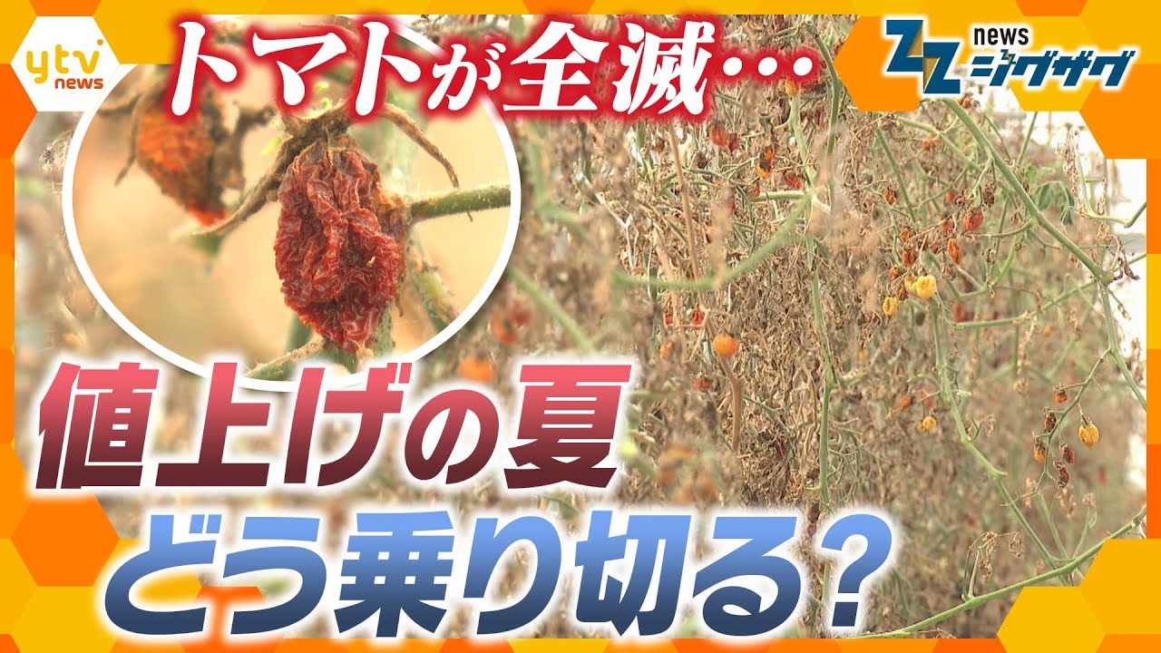 値上げの夏到来！　追い打ちをかける猛暑で“夏野菜が全滅”止まらない物価高をどう乗り切る？【ニュース ジグザグ】