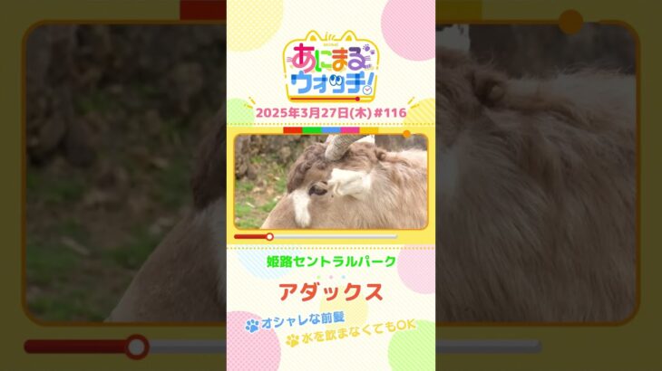 オシャレな前髪！「アダックス」 兵庫「姫路セントラルパーク」　#shorts #読売テレビニュース #すまたん #あにまるウォッチ #動物