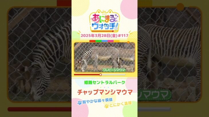 鮮やかな縞々模様！「チャップマンシマウマ」 兵庫「姫路セントラルパーク」　#shorts #読売テレビニュース #すまたん #あにまるウォッチ #動物