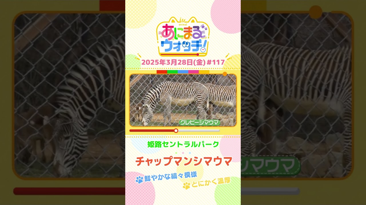 鮮やかな縞々模様！「チャップマンシマウマ」 兵庫「姫路セントラルパーク」　#shorts #読売テレビニュース #すまたん #あにまるウォッチ #動物