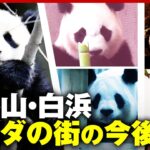 【パンダロス】「貴重なのにマスコミが全然…」返還後どうする？“砂浜でピアノ”和歌山・白浜町の取り組み調査｜ABEMA的ニュースショー