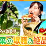 自然の中でスローライフを満喫！夏野菜の収穫体験＆新鮮野菜を使ったピザの手作り体験【す・またん！】