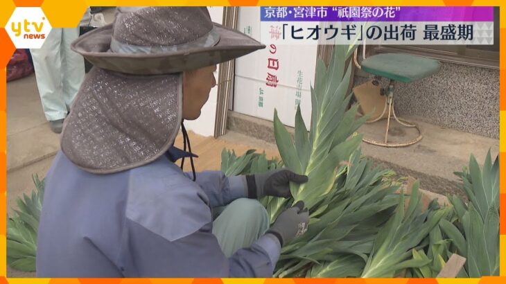ヒオウギの出荷最盛期　祇園祭の時期に”魔除け”として飾る　宮中で使われた木製の扇のような形