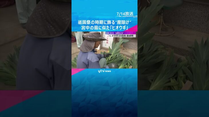 ヒオウギの出荷最盛期　祇園祭の時期に”魔除け”として飾る　宮中で使われた木製の扇のような形　#shorts #読売テレビニュース