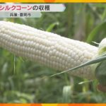 甘くて白い粒の「シルクコーン」収穫　皮が薄くフルーツのような甘さ　今年は上々の出来　兵庫・豊岡市