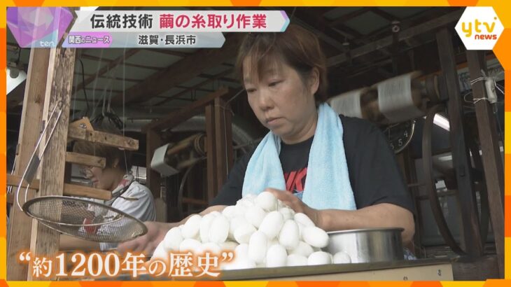 滋賀・長浜市で「繭の糸取り」 琴や三味線に使われる糸を繭から紡ぐ　演奏家に人気、根強いファンも
