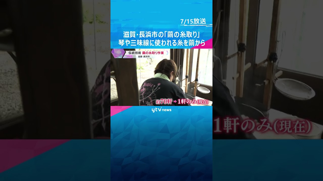 滋賀・長浜市で「繭の糸取り」 琴や三味線に使われる糸を繭から紡ぐ　演奏家に人気、根強いファンも #shorts #読売テレビニュース
