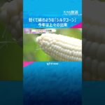甘くて白い粒の「シルクコーン」収穫　皮が薄くフルーツのような甘さ　今年は上々の出来　兵庫・豊岡市 #shorts #読売テレビニュース