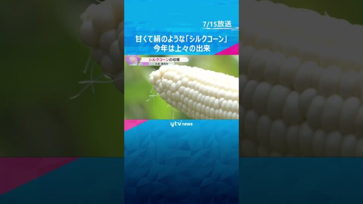 甘くて白い粒の「シルクコーン」収穫　皮が薄くフルーツのような甘さ　今年は上々の出来　兵庫・豊岡市 #shorts #読売テレビニュース