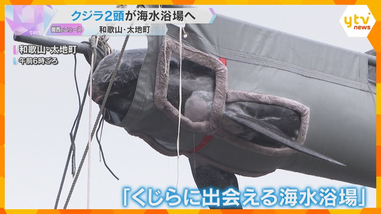 「くじらに出会える海水浴場」海開き前に博物館のクジラ2頭が引っ越し　体長3メートル　和歌山