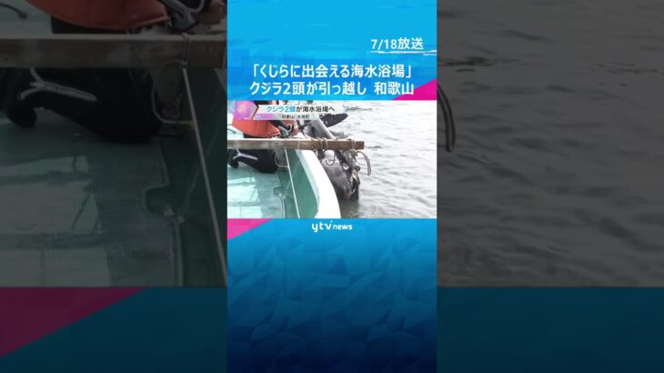 「くじらに出会える海水浴場」海開き前に博物館のクジラ2頭が引っ越し　体長3メートル　和歌山 #shorts　#読売テレビニュース