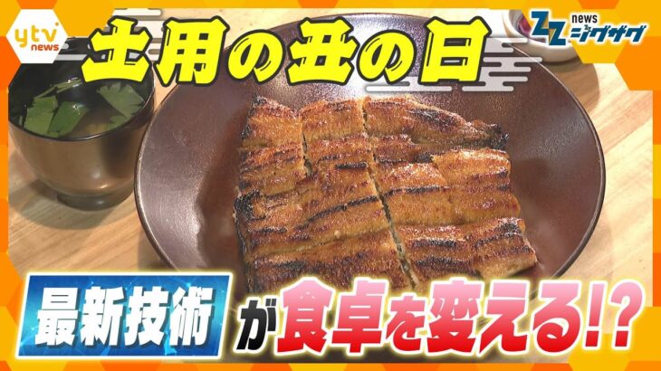 【ニュース ジグザグ】養殖ウナギ　最新技術が食卓を変える！？