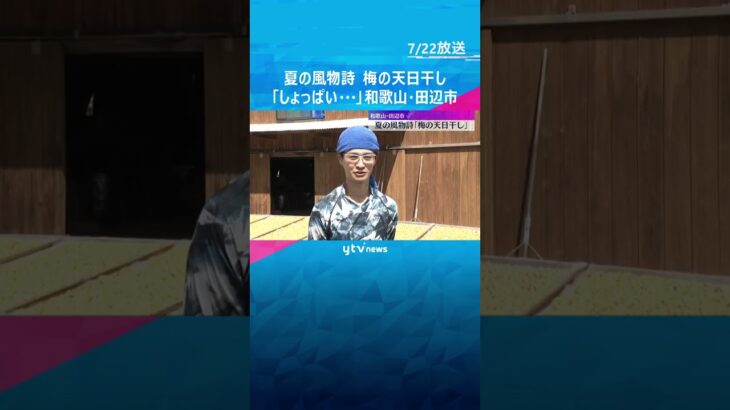 「しょっぱい、いい梅が…」梅の天日干し始まる　収穫量は減少も、品質は平年並み　和歌山・田辺市　#shorts　#読売テレビニュース　