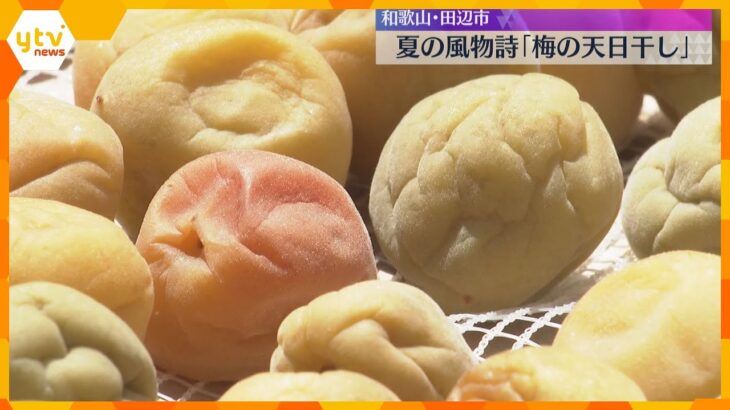 「しょっぱい、いい梅が…」梅の天日干し始まる　収穫量は減少も、品質は平年並み　和歌山・田辺市