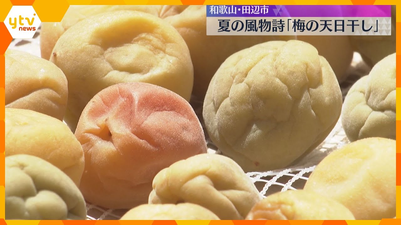 「しょっぱい、いい梅が…」梅の天日干し始まる　収穫量は減少も、品質は平年並み　和歌山・田辺市