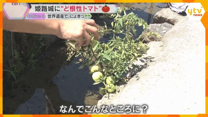 「ここまで大きくなるとは…」姫路城に“ど根性トマト”石の隙間をくぐり抜け猛暑に負けず立派に育つ