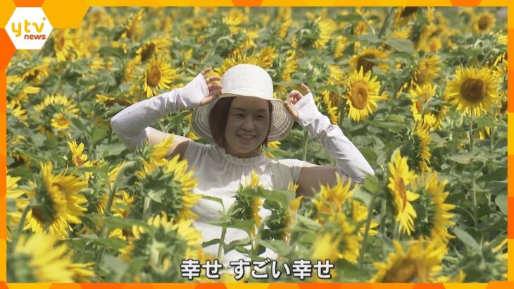 「幸せ、元気をもらいました」佐用町で一面に咲き誇るひまわり　京丹後市では特産のメロンの出荷最盛期