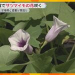 農家もびっくり！本州では珍しいサツマイモの花が開花　空梅雨と猛暑の影響か　滋賀・大津市