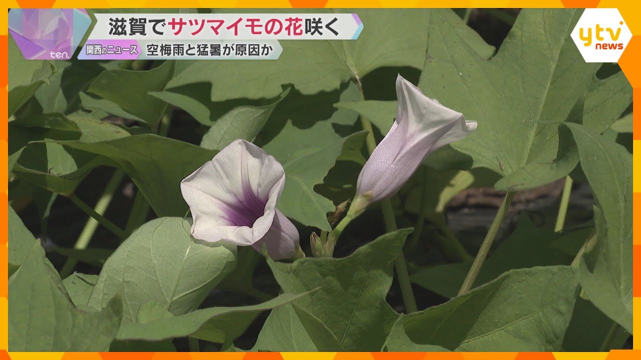 農家もびっくり！本州では珍しいサツマイモの花が開花　空梅雨と猛暑の影響か　滋賀・大津市