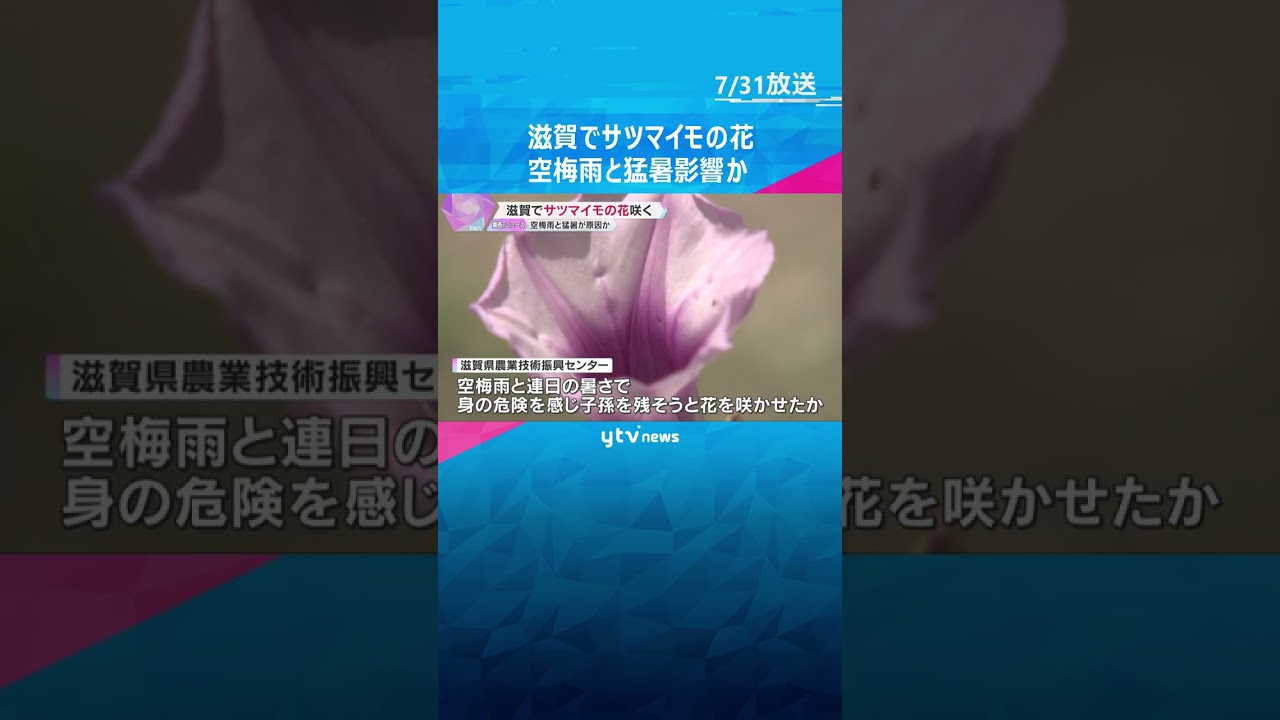 農家もびっくり！本州では珍しいサツマイモの花が開花　空梅雨と猛暑の影響か　滋賀・大津市　#shorts #読売テレビニュース