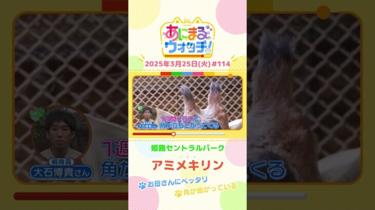 お母さんにベッタリ！「アメミキリン」 兵庫「姫路セントラルパーク」　#shorts #読売テレビニュース #すまたん #あにまるウォッチ #動物