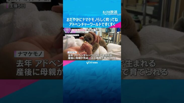アドベンチャーワールド生まれの『ナマケモノ』1歳の誕生日祝うイベント　特製ケーキをパクパク  #shorts #読売テレビニュース