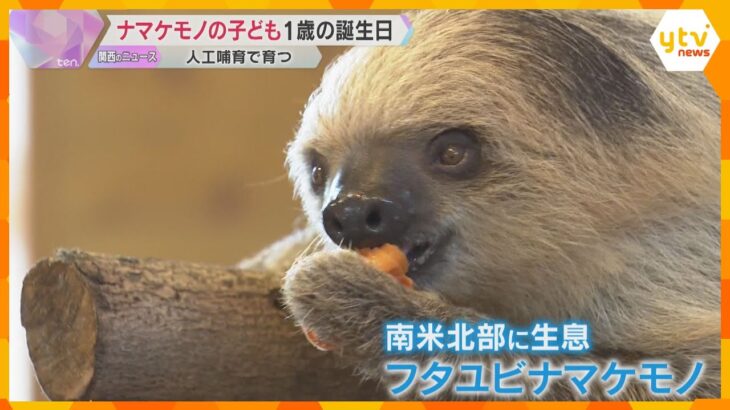 アドベンチャーワールド生まれの『ナマケモノ』1歳の誕生日祝うイベント　特製ケーキをパクパク