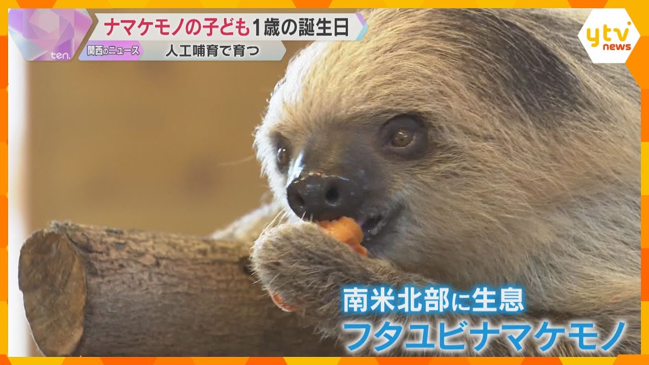 アドベンチャーワールド生まれの『ナマケモノ』1歳の誕生日祝うイベント　特製ケーキをパクパク