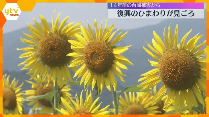 10万本のひまわりが一面に　14年前の紀伊半島大水害の復興の象徴　9月初旬までが見ごろ
