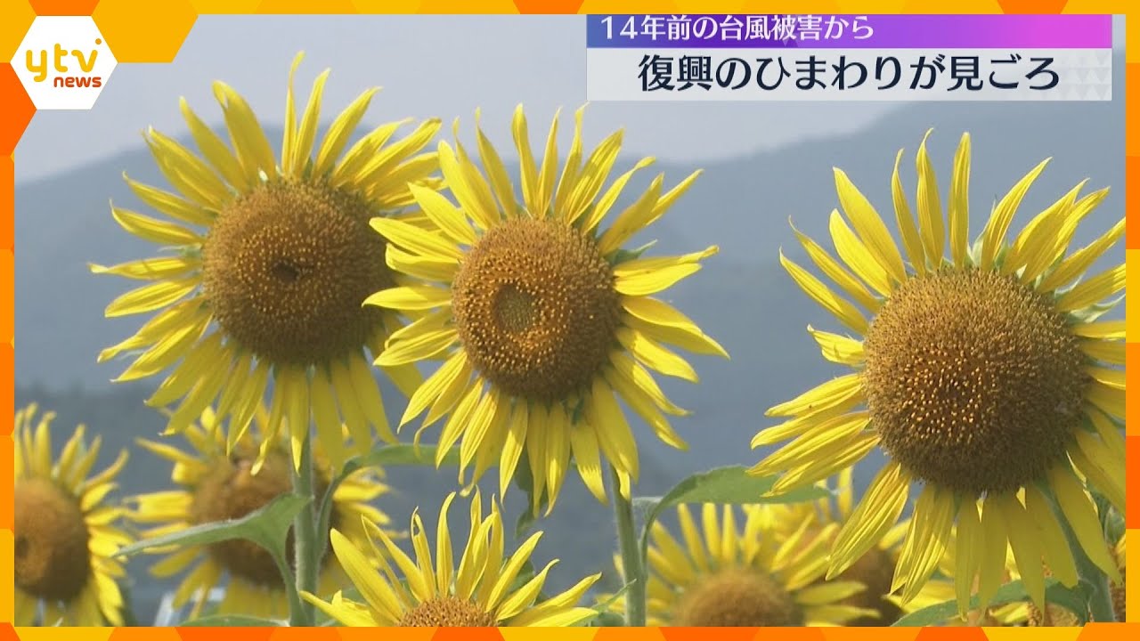 10万本のひまわりが一面に　14年前の紀伊半島大水害の復興の象徴　9月初旬までが見ごろ